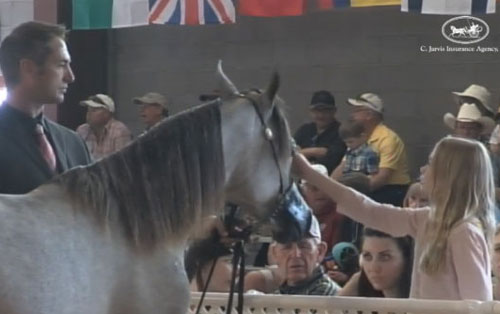 Al Adeed Al Shaqab ( Ansata Halim Shah x Sundar Alisayyah )